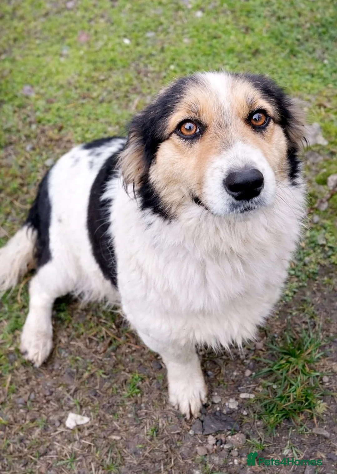 Mixed Breed dogs for adoption: ✨ Meet 🐾LORA🐾 !  She chose Trust over Fear ✨ - Advert 1