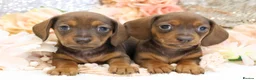 Dachshund dogs for sale: KC Miniature Dachshund Puppies - Advert 11