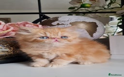 Persian cats for sale: Beautiful persian kittens  - Image 1