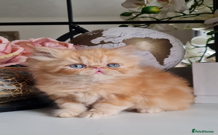 Persian cats - Advert 1
