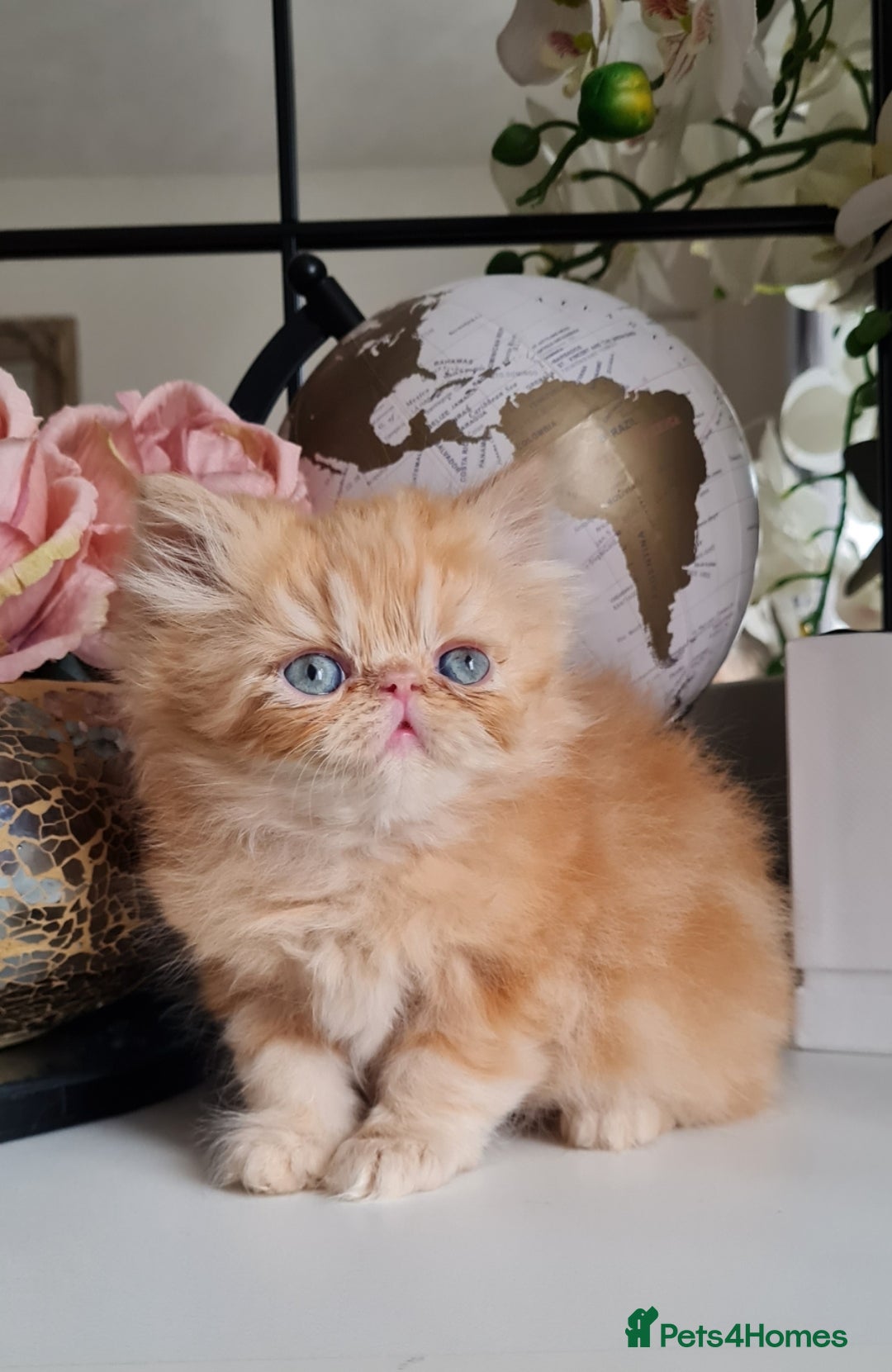 Persian cats for sale: Beautiful persian kittens  - Image 1