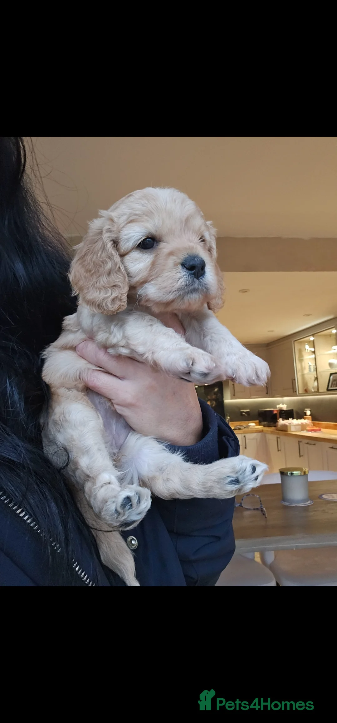 Toy Poodle dogs for stud: Toy poodle stud boy  in Blackburn - Advert 31