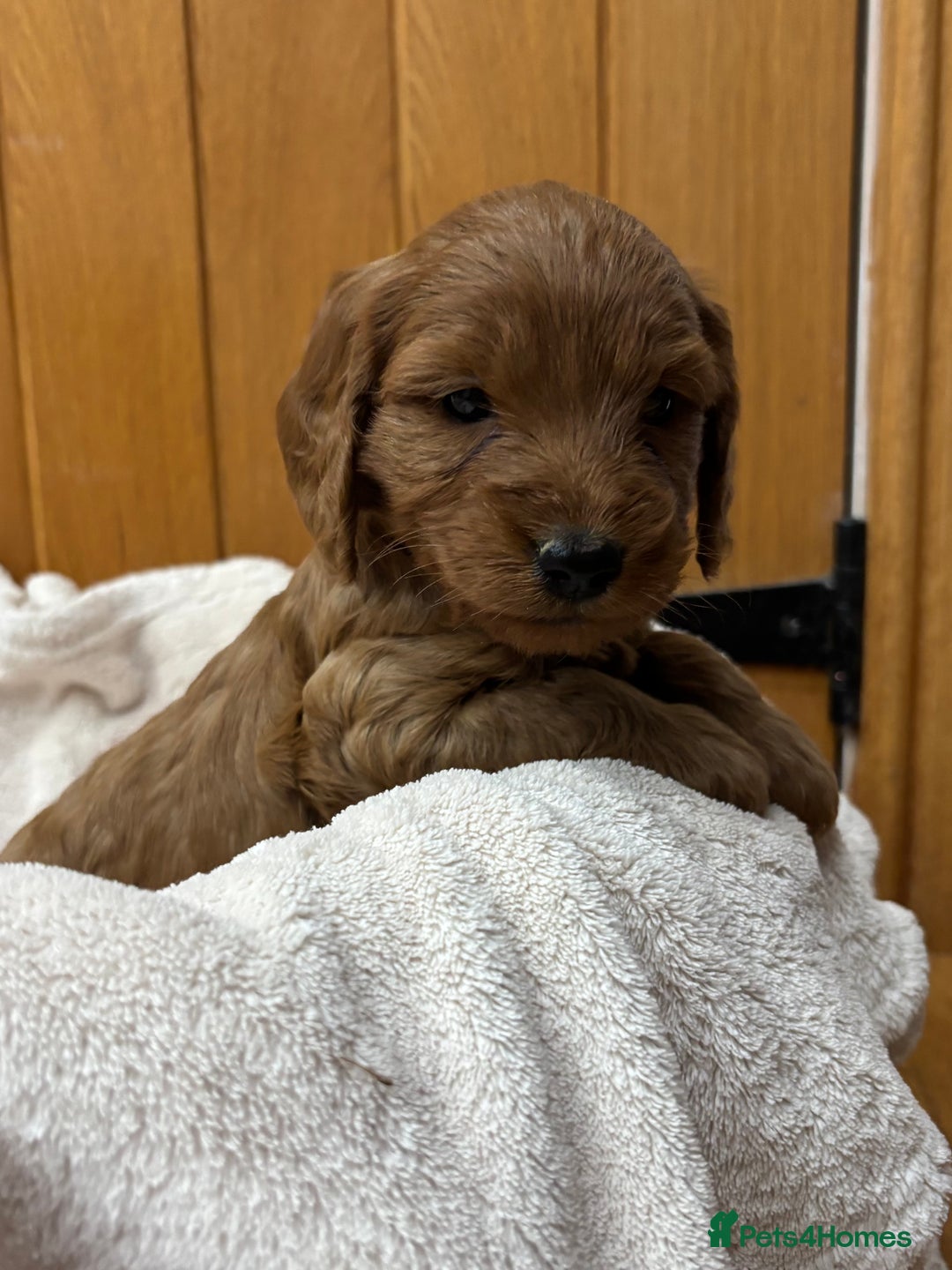 Cockapoo dogs for sale: Stunning Cockapoos Puppies DNA tested parents  - Advert 3