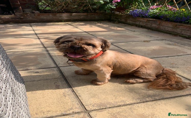 Shih Tzu dogs - Advert 4