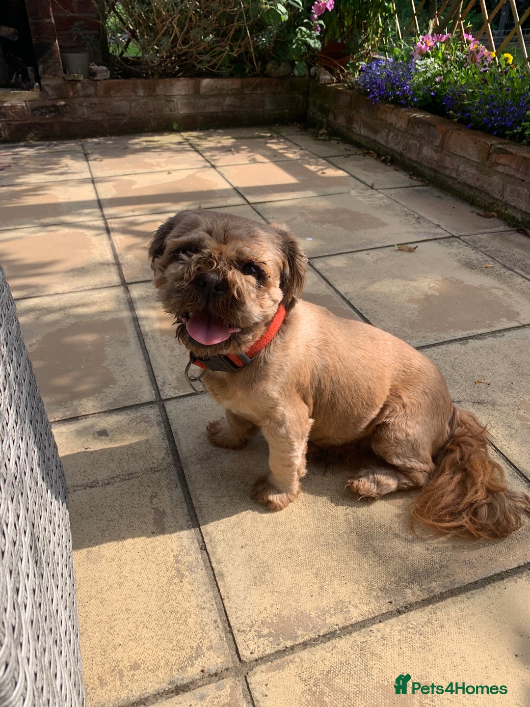 Shih Tzu dogs for sale: Full pedigree Male Shihtzu  - Image 4