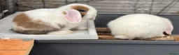 Mini Lop rabbits for sale: Beautiful baby mini lops - Advert 18