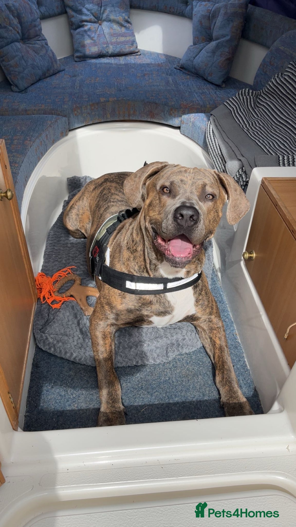 Mixed Breed dogs Loving dog for sale  - Advert 3