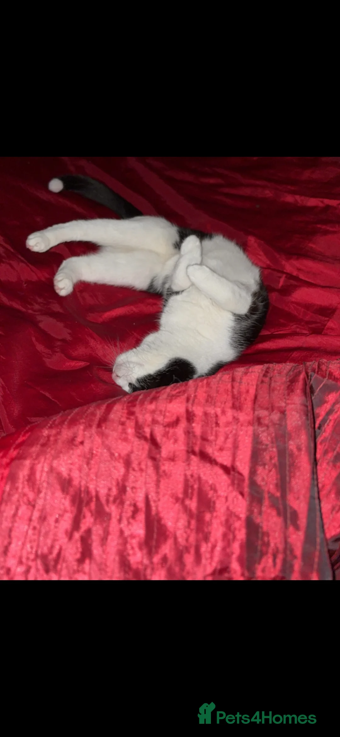 Domestic Shorthair cats for sale: Female kitten 6 months old - Advert 2