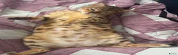 Bengal cats for sale: Beautiful Half Bengal Kittens for Sale  in Portsmouth - Advert 3