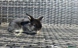 Mini Lop rabbits for sale: Cute Mini Lop Bunnies - Image 12