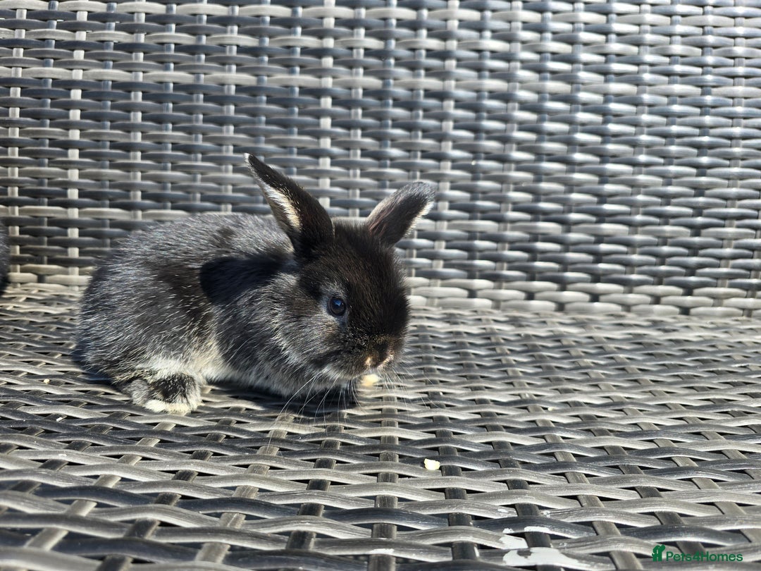 Mini Lop rabbits for sale: Cute Mini Lop Bunnies - Image 12
