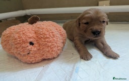Golden Retriever dogs for sale: KC Registered Golden Retriever Puppies  - Image 19