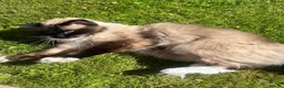 Ragdoll cats for sale: Male seal point Ragdoll looking to be re homed  - Advert 3