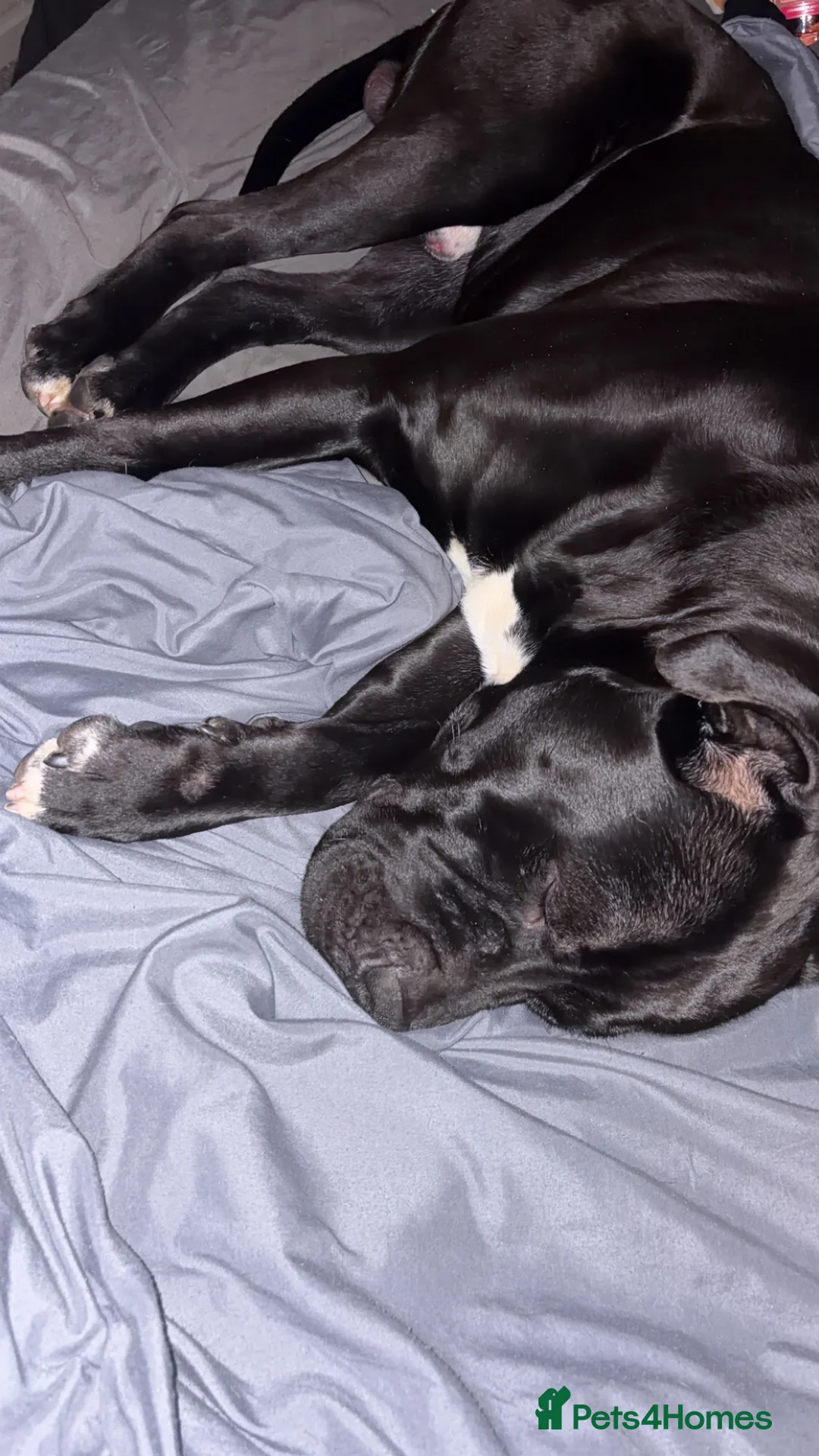 Mixed Breed dogs for sale: Staffie cross american bulldog - Advert 2