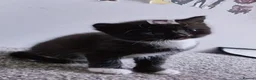 British Shorthair cats for sale: Five tuxedo  kittens  - Advert 8