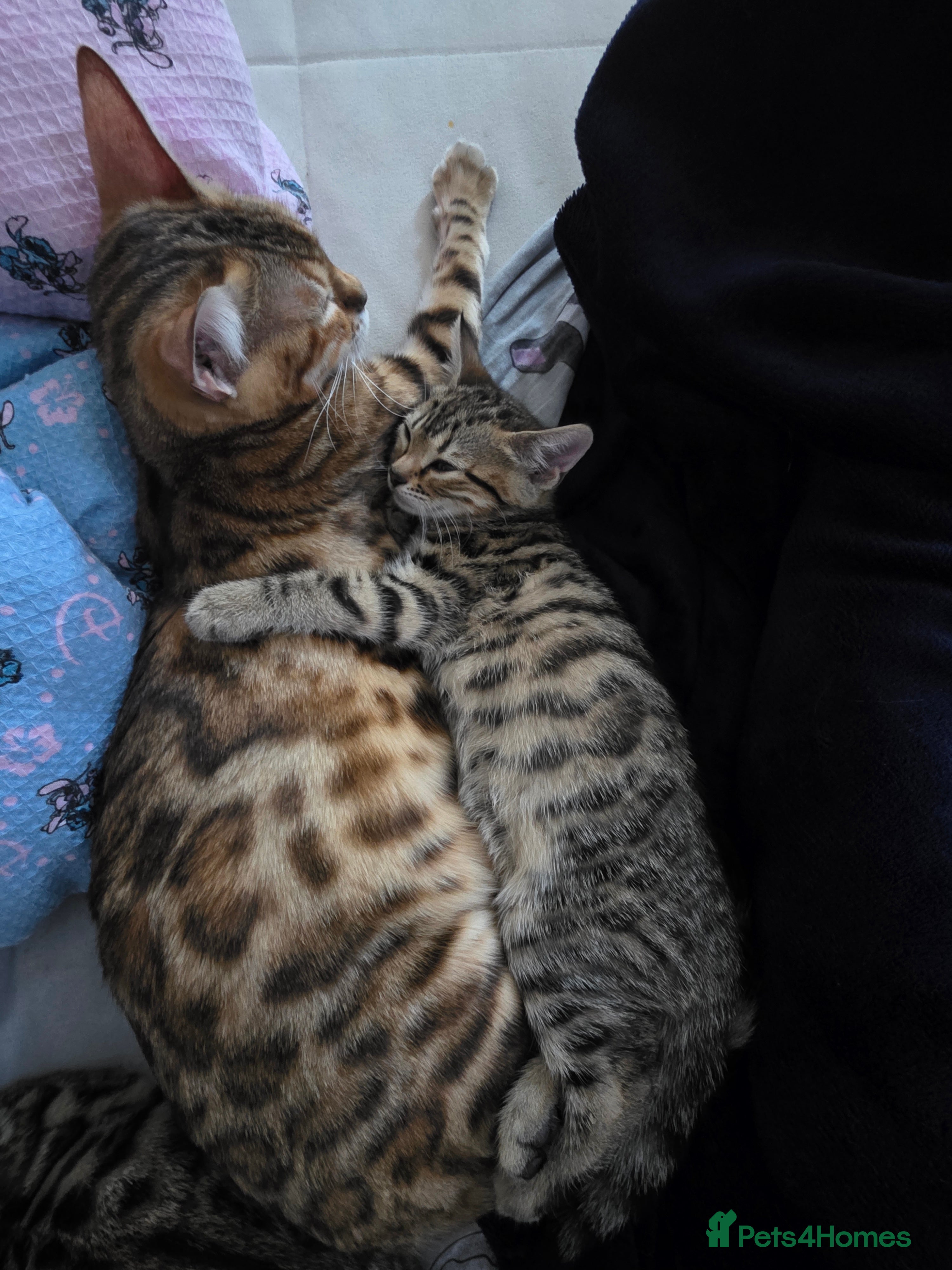 Bengal cats Beautiful bengal cross kittens - Advert 1