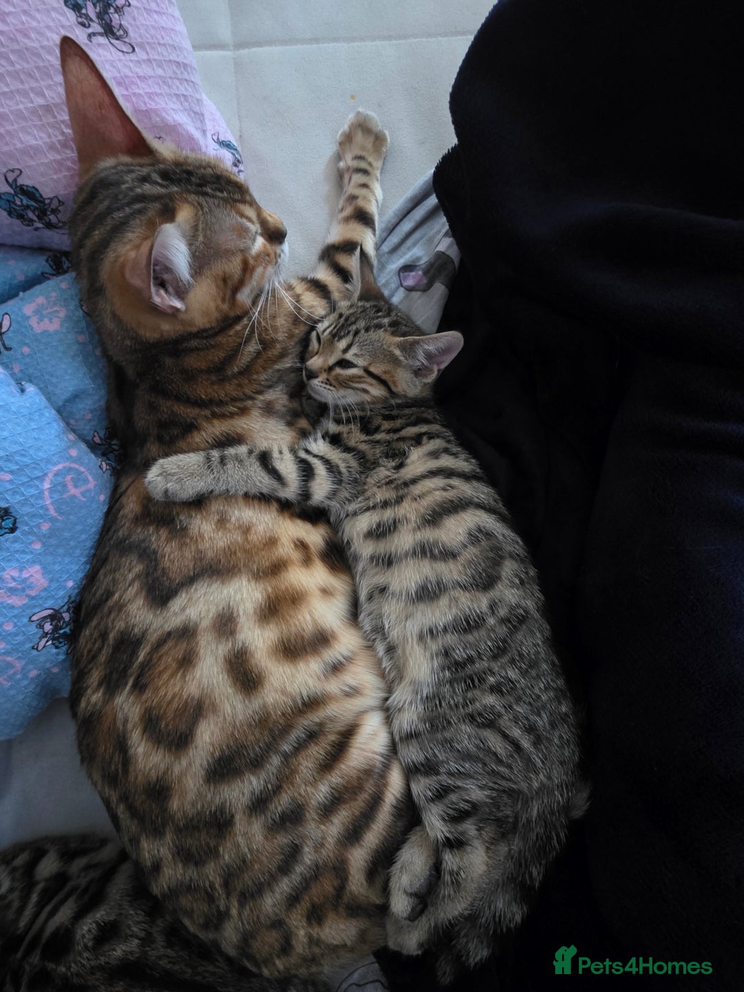 Bengal cats for sale: Beautiful bengal cross kittens - Advert 1