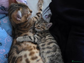 Bengal cats Beautiful bengal cross kittens - Advert 1