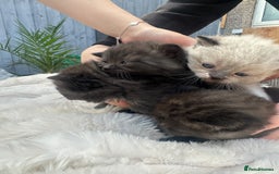 British Shorthair cats for sale: British blue x ragdolls  - Image 3