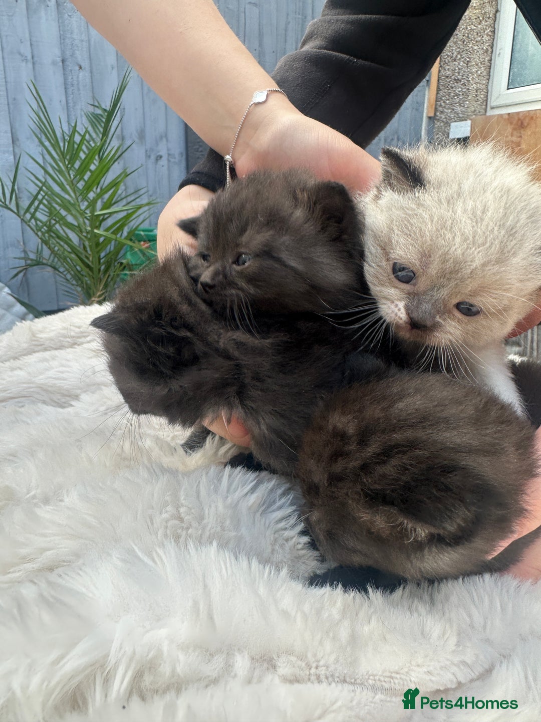 British Shorthair cats for sale: British blue x ragdolls  - Image 3
