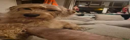 Labradoodle dogs for sale: Max my red labradoodle - Advert 4