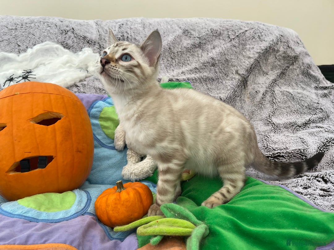 Bengal cats for sale: OUTSTANDING TICA reg BENGAL KITTENS - Image 13