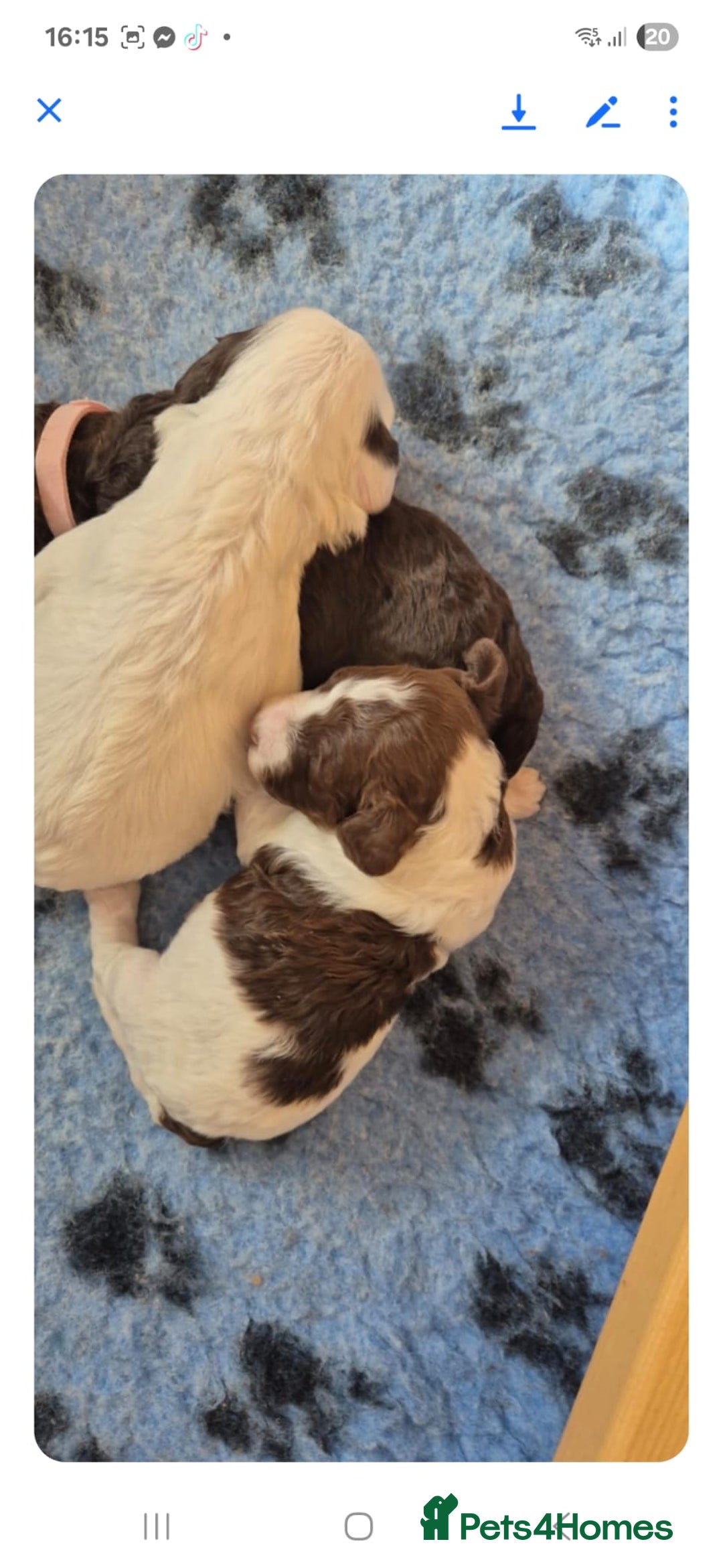 Sproodle dogs for sale: 2 choc girls left and 1 white & brown boy - Image 14