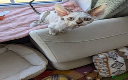 Devon Rex cats for sale: Two cuddlebugs- literally sticker cats available❤️ - Image 3