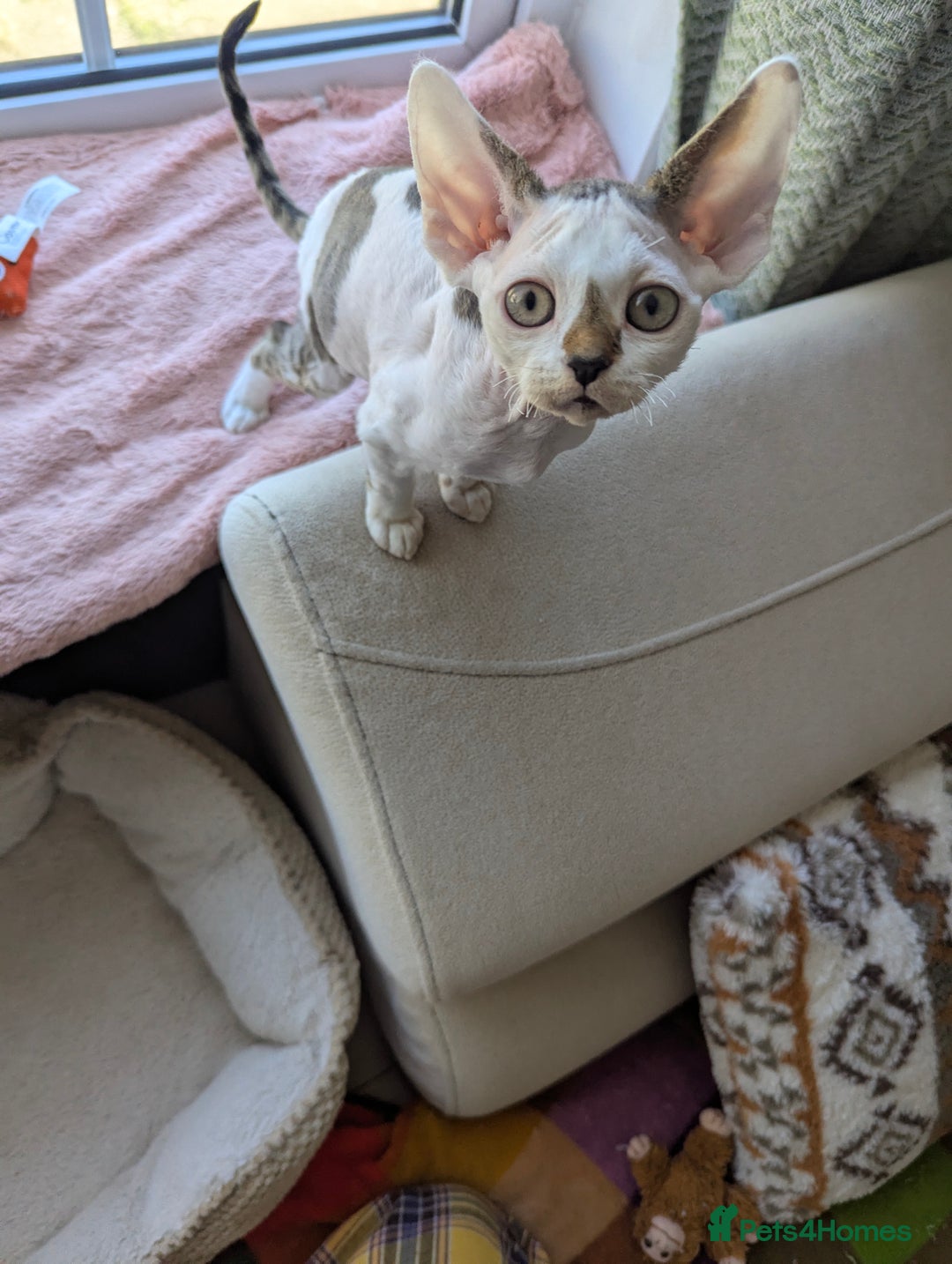 Devon Rex cats for sale: Two cuddlebugs- literally sticker cats available❤️ - Image 3