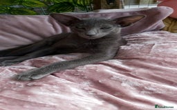 Oriental cats for sale: Full Pedigree Oriental 1 Kitten XL size ears GCCF - Image 14