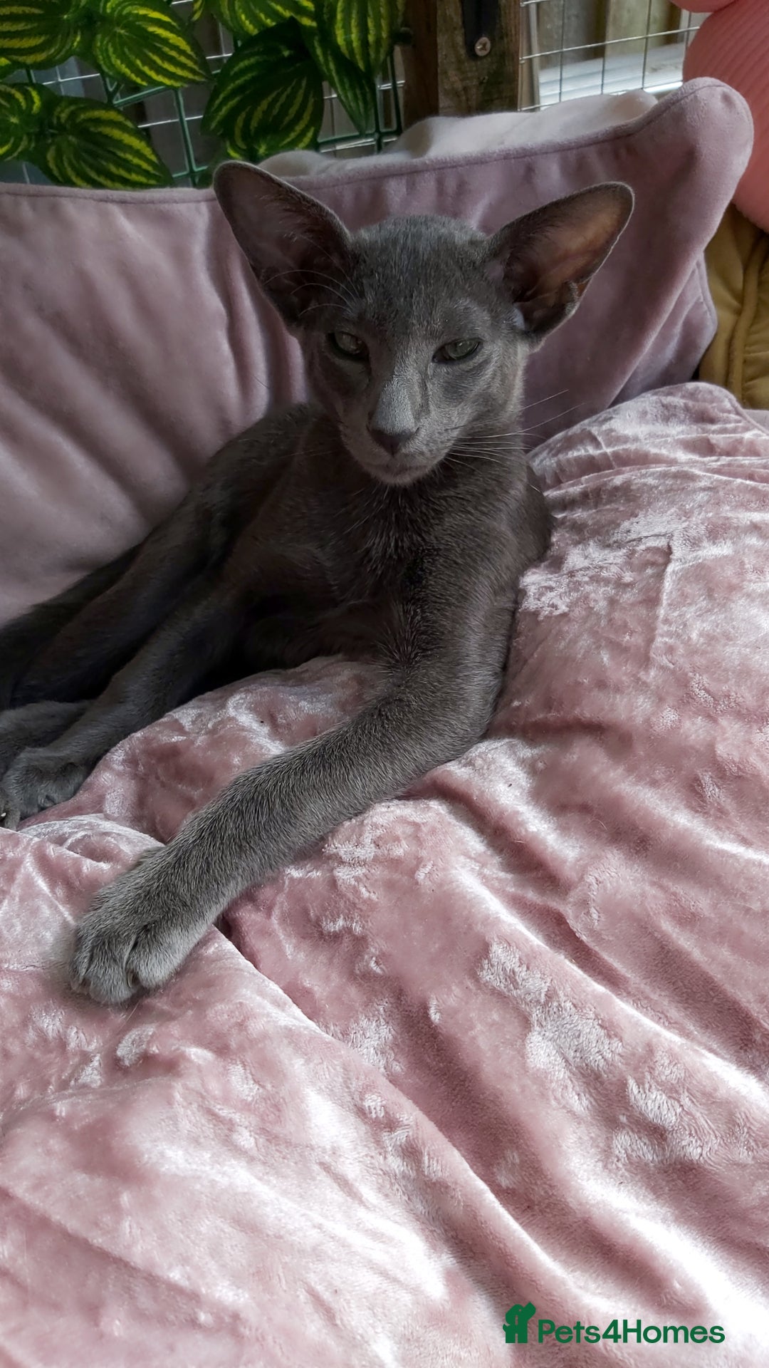 Oriental cats for sale: Full Pedigree Oriental 1 Kitten XL size ears GCCF - Image 14