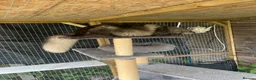 Maine Coon cats for sale: Stunning Maine Coon X Kittens - Advert 12