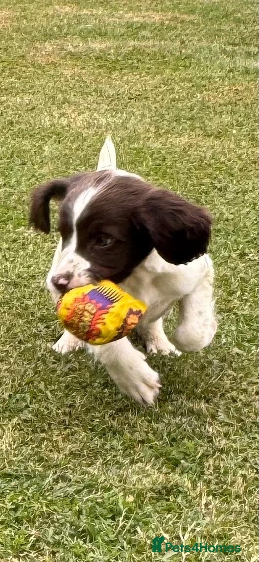 English Springer Spaniel dogs KCspringer spaniels ready next week Saturday - Advert 1