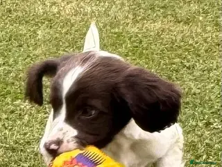 English Springer Spaniel dogs KCspringer spaniels ready next week Saturday - Advert 1
