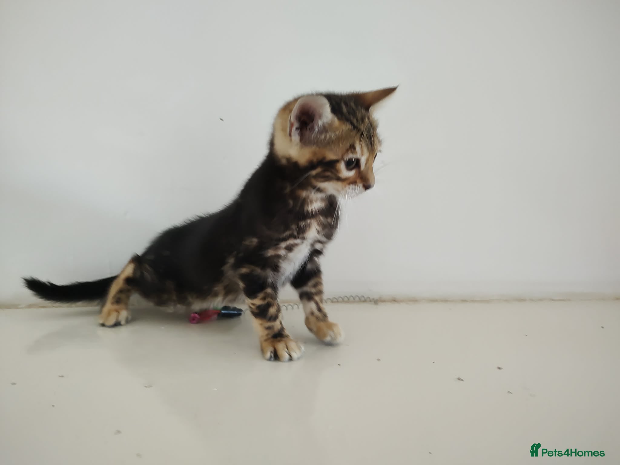 Bengal cats Bengal kitten - Advert 1