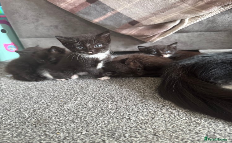 British Shorthair cats - Advert 1