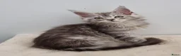 Maine Coon cats for sale: GCCF registered Pedigree Maine Coon Kittens - Advert 23