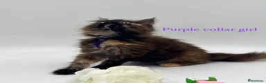 Maine Coon 6