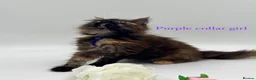Maine Coon cats for sale: Maine coon kittens  - Advert 25