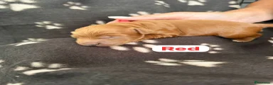 Cockapoo 3