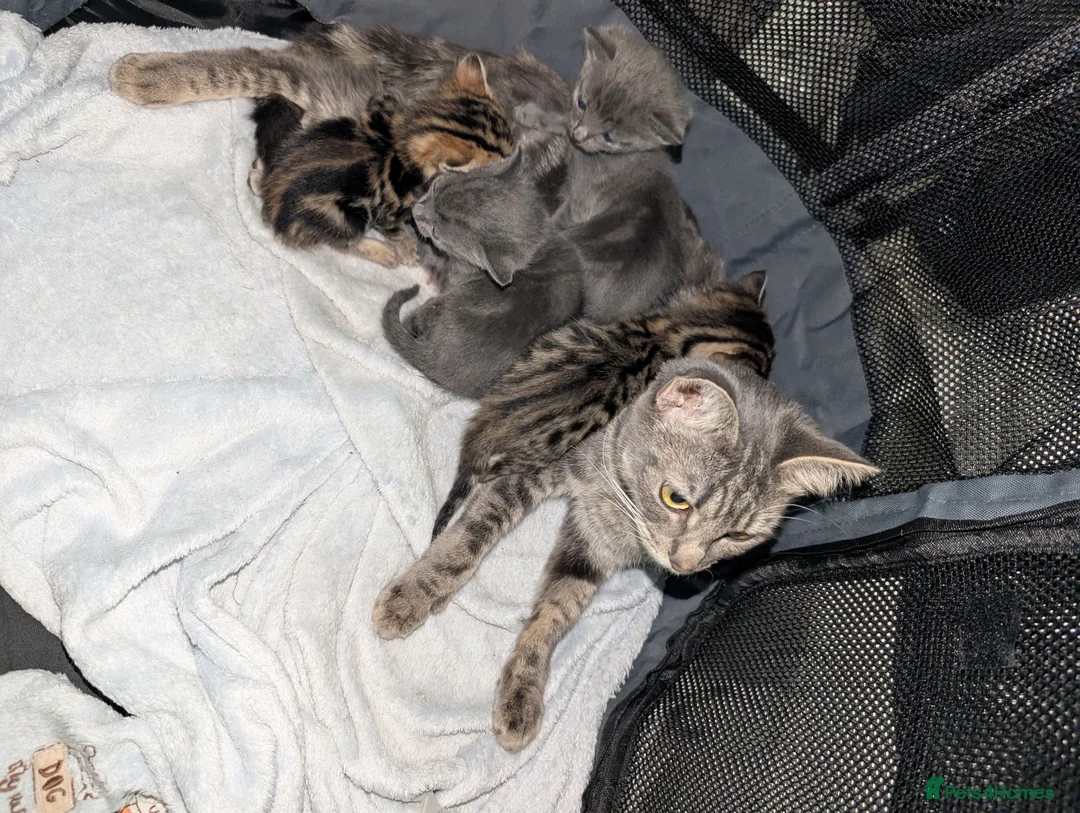 Mixed Breed cats for sale: Mixed Breed Bengal Kittens  in Portsmouth - Advert 6