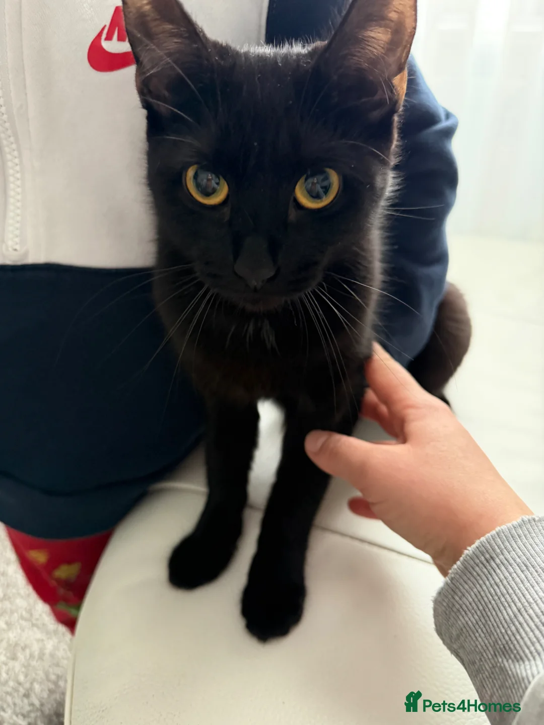 Brazilian Shorthair cats for sale: Cats  in Gateshead - Advert 2