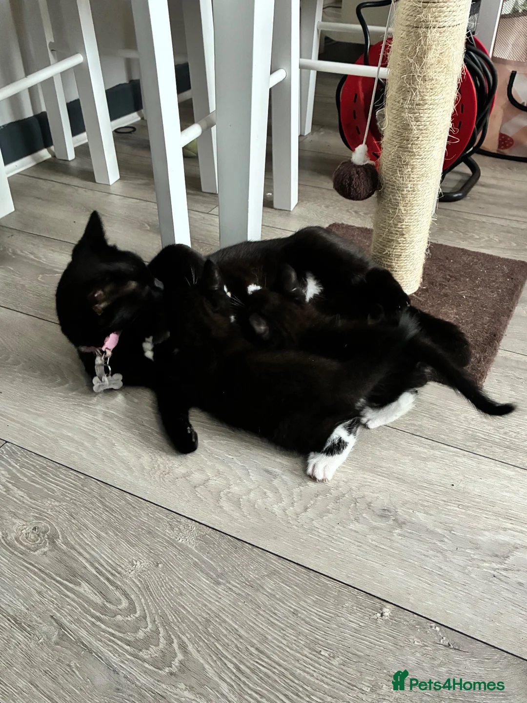 Mixed Breed cats for sale: 2 Female Kittens  in Reading - Advert 8