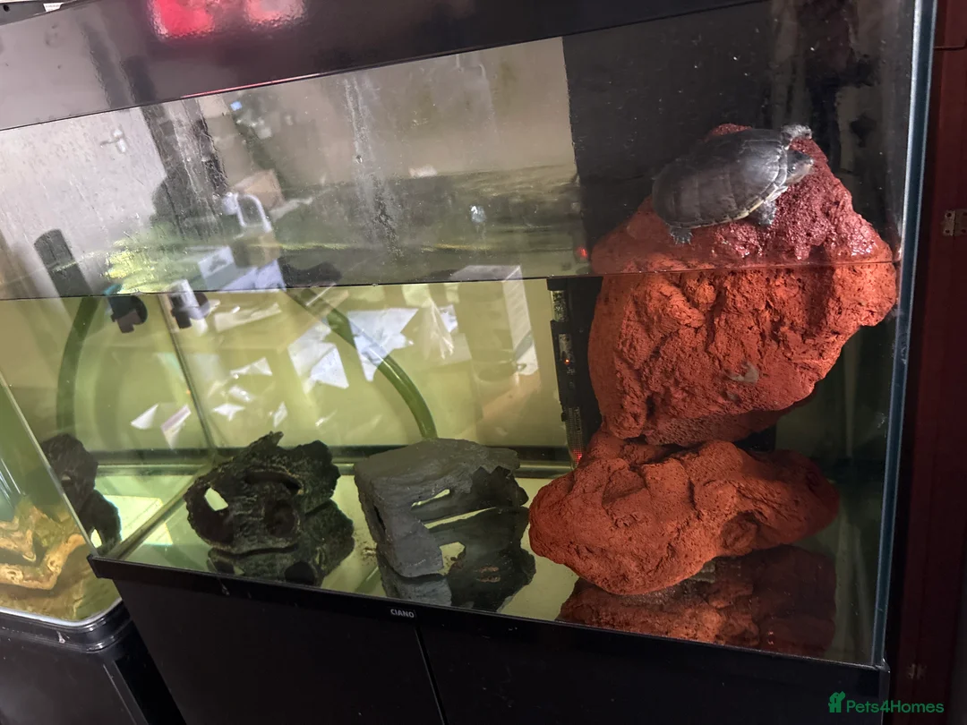 Turtle reptiles for sale: Musk turtle for sale with tank - Advert 2