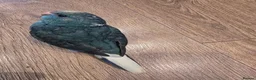 Parakeets birds for sale: Kakariki babies  - Advert 10