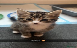 Mixed Breed cats for sale: Beautiful babies  - Image 4
