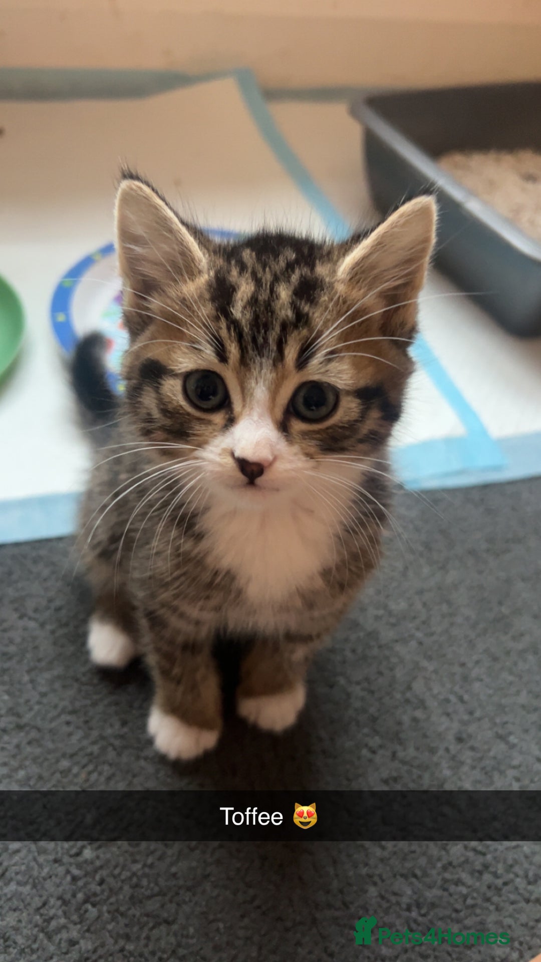 Mixed Breed cats for sale: Beautiful babies  - Image 4