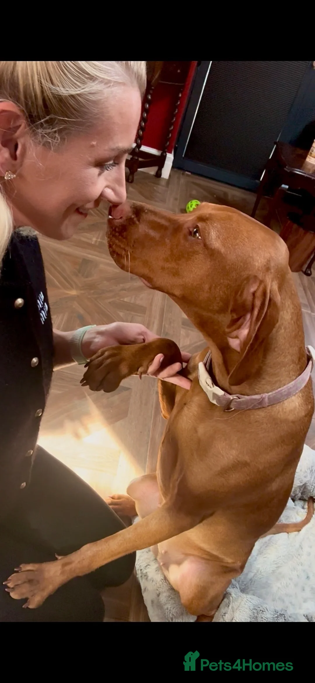 Hungarian Vizsla dogs for sale: 🥰 NEW KC REG Hungarian Vizsla Beautifully Bred,  - Advert 1