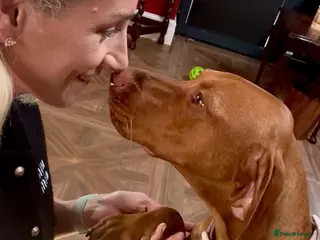 Hungarian Vizsla dogs 🥰 NEW KC REG Hungarian Vizsla Beautifully Bred, - Advert 6
