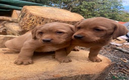 Labrador Retriever dogs for sale: Red labrador puppies - Image 10